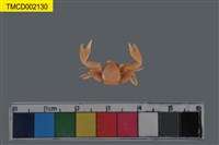 藏品(日本岩瓷蟹)的圖片